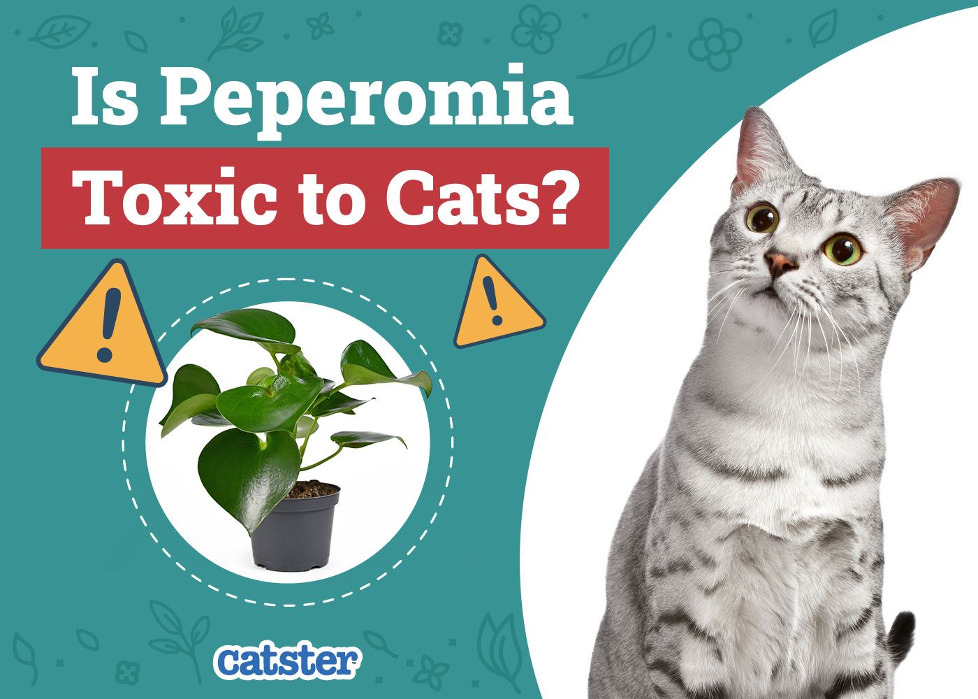 Catster_Is Peperomia Toxic to Cats