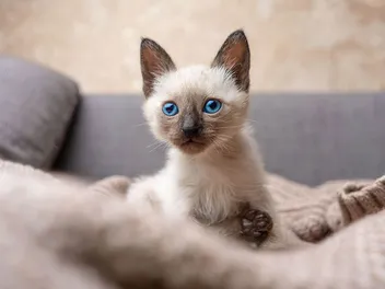 When Can I Let My Kitten Roam the House? Vet-Approved Info & 4 Safety Tips