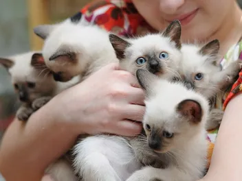 How Many Cats Can You Own In California (Legally & Ethically)