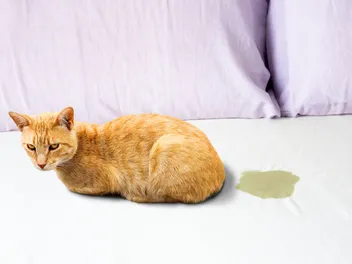 Pandora Syndrome in Cats: Our Vet Explains Causes, Signs & Treatments