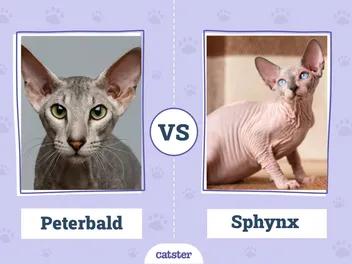 Peterbald vs Sphynx: Key Differences (With Pictures)