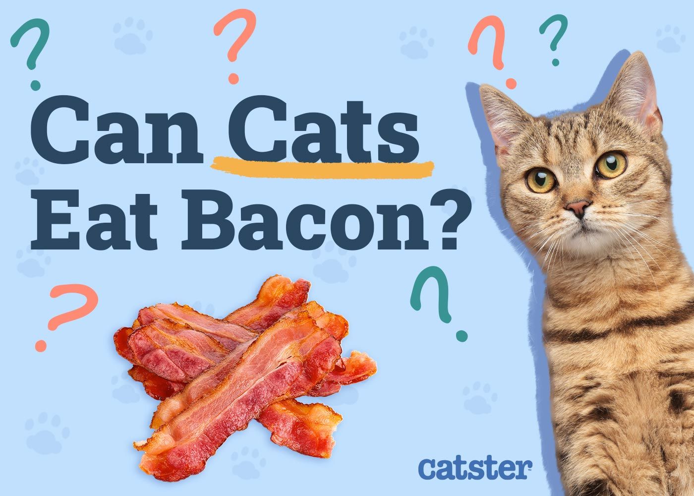 Can Cats Eat Bacon