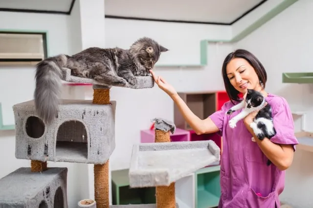 What’s the Price of Cat Boarding in 2026? Costs & FAQ