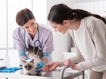 How to Find a New Vet: 9 Steps to Follow (Vet-Approved)