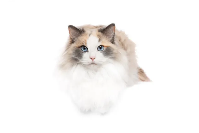 Can Ragdoll Cats Be Calico? Vet-Verified Facts & FAQ