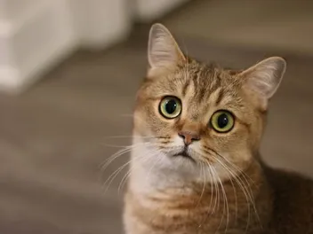 9 Things to Do If You Want to Buy a Purebred Cat: Vet Approved Advice