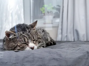 Your Cat Ghosted Your Bed: Here's What Changed