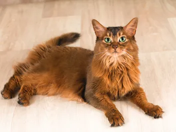 Somali Cat Breed Info: Pictures, Traits & Facts