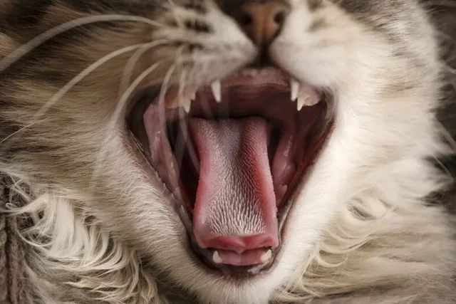 Why Is My Cat’s Jaw Clicking? Vet-Approved Explanation!