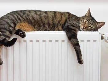 What Do Cats Dream About? Vet-Reviewed Facts & Sleeping Habits