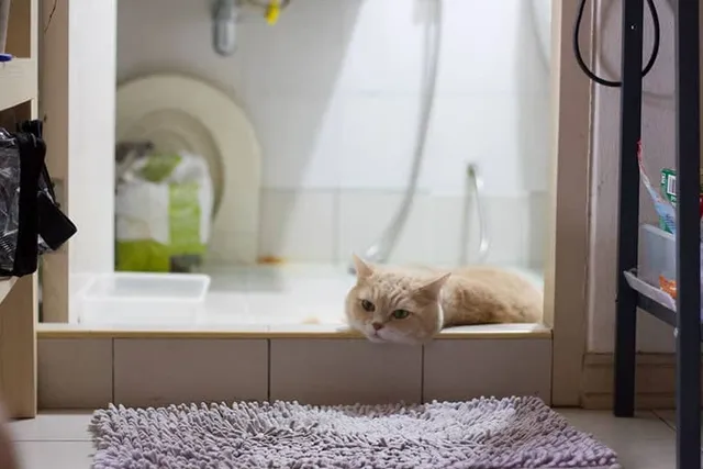 Why Does My Cat Sleep in the Bathroom? 8 Vet-Verified Reasons
