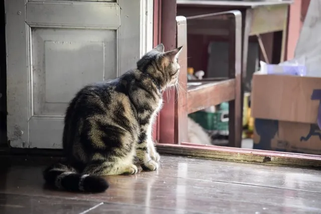 Why Is My Cat Not Eating After Our Move? Vet-Reviewed Stressors