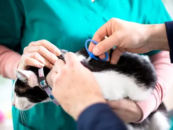 Cat Tracking Chips: GPS vs. Microchip Technology Explained & Vet-Reviewed