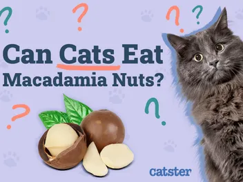 Can Cats Eat Macadamia Nuts? Vet-Approved Facts & FAQ