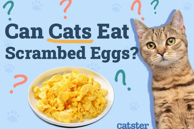 Can Cats Eat Scrambled Eggs? Vet-Verified Nutrition Facts & Info
