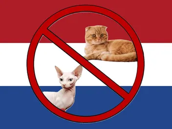The Netherlands Bans the Sphynx and Scottish Fold