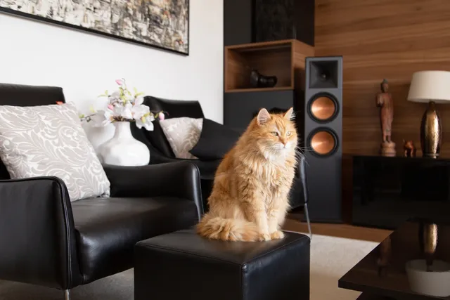 Do Cats Like the Sound of White Noise? Vet-Reviewed Facts & FAQ