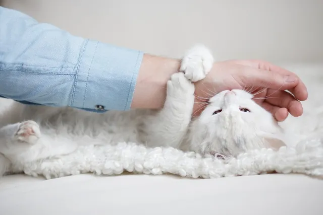 How to Discipline a Cat for Biting: 9 Tips & Tricks