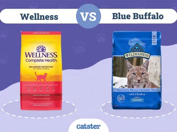 Wellness vs Blue Buffalo Cat Food: Our 2026 In-Depth Comparison