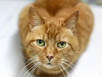 Cat Nose Spots (Lentigo): Vet-Reviewed Facts & FAQ