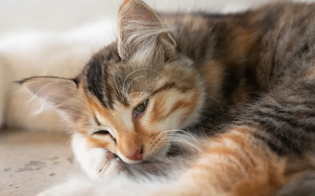 Multiple Myeloma in Cats: Our Vet Explains Signs, Causes & Treatment