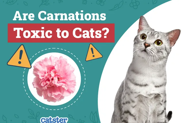 Are Carnations Toxic To Cats? Vet-Reviewed Health & Toxicity Explanation