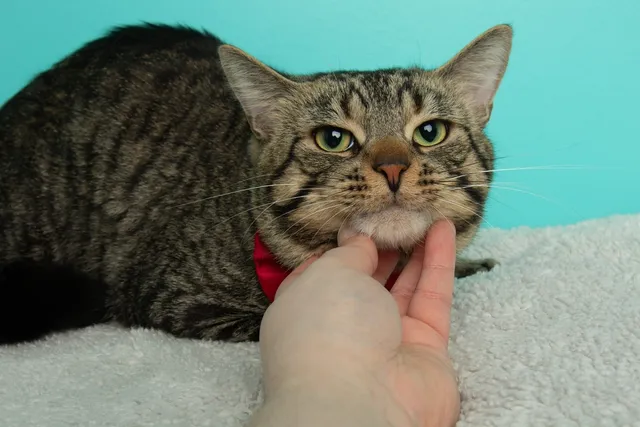 Cat Does Not Purr: 4 Vet-Reviewed Reasons