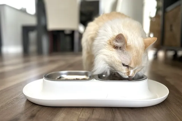 How Many Calories Should a Cat Eat? Vet-Reviewed Cat Feeding Guide