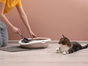 How to Move a Cat Litter Box: 5 Vet Approved Tips to Prevent Accidents