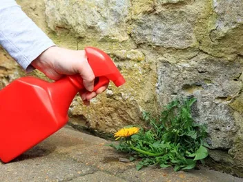 Is Weed Killer Safe for Cats? Vet-Reviewed Facts & FAQ