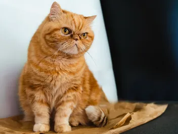Exotic Shorthair Cat Breed: Info, Pictures, Temperament & Facts