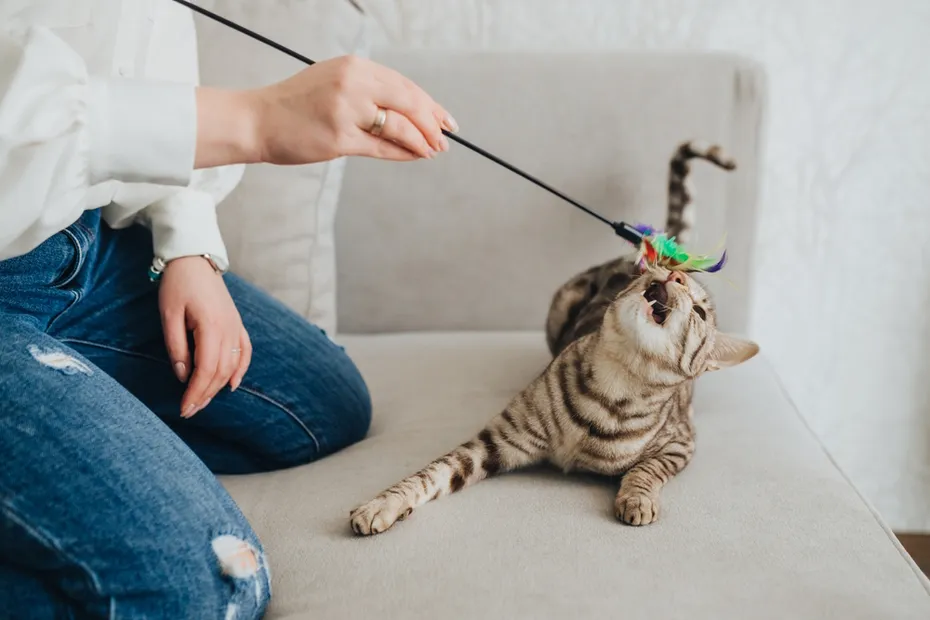 girl-plays-with-a-gray-black-cat