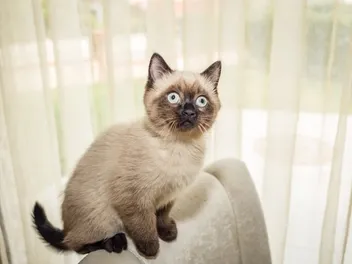 Siamese Kittens For Sale in Kansas: Breeders List 2026