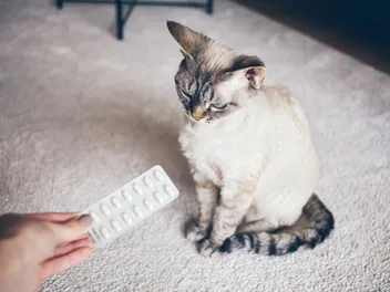 Can Cats Take Metacam (Or Any NSAIDS)? Facts & FAQ (Vet Answer)