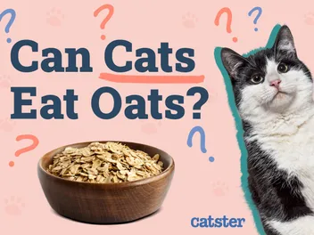 Can Cats Eat Oats? Vet-Verified Nutritional Facts & FAQ