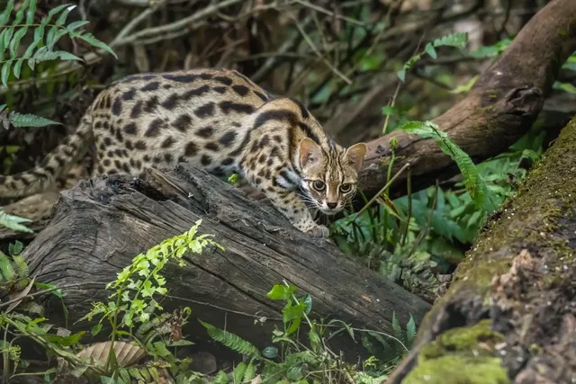 First New Cat Species In A Century – and It Has Been Hiding in Plain Sight