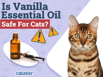 Is Vanilla Essential Oil Safe for Cats? Vet-Approved Facts & FAQ