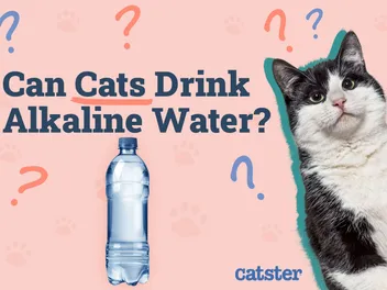 Can Cats Drink Alkaline Water? Nutritional Facts & FAQ (Vet Answer)