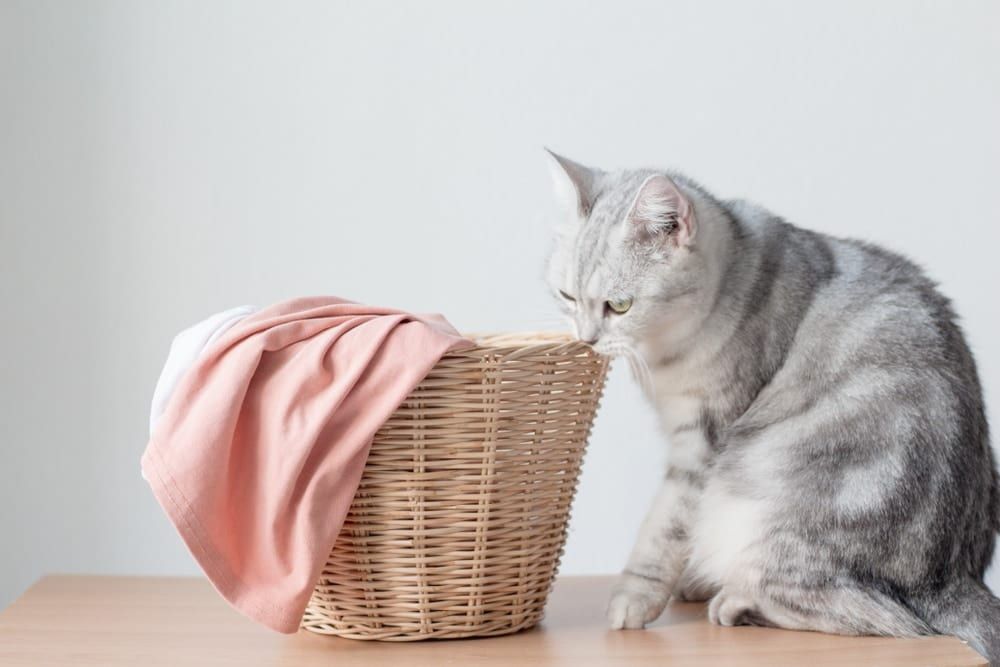 Cat smelling laundry basket