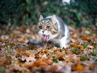 Why Is My Cat Throwing Up Brown Liquid? 3 Vet Explained Reasons