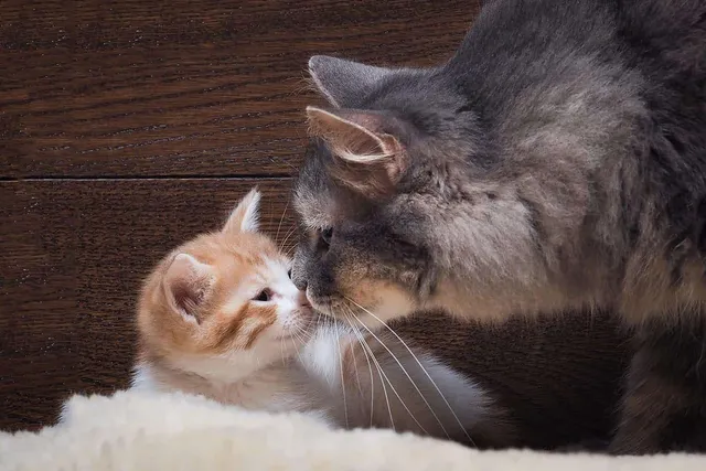 How to Introduce a Kitten to a Cat: 10 Vet-Approved Tips