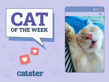 Catster Photo Contest: Cats of the Week Winners (May 22, 2025)