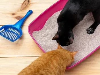 5 Amazing DIY Senior Cat Litter Box Plans You Can Create at Home (With Pictures)