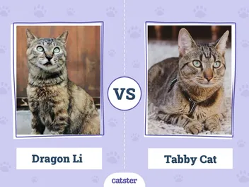 Dragon Li vs Tabby: What’s the Difference? (With Pictures, Vet-Reviewed)