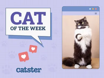 Catster Photo Contest: Cats of the Week Winners (Feb 20, 2025)