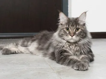 How Much Do Maine Coons Purr? Vet-Reviewed Facts & Info