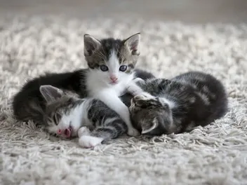 How to Bathe Your Kitten: 5 Vet-Approved Steps (With Video)