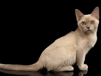How Much Does a Burmese Cat Cost in 2026? (Updated Price Guide)