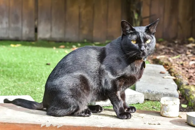 5 Strange Cat Superstitions That Aren’t True: Myths Debunked