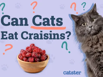Can Cats Eat Craisins? Vet-Approved Nutritional Benefits & Precautions